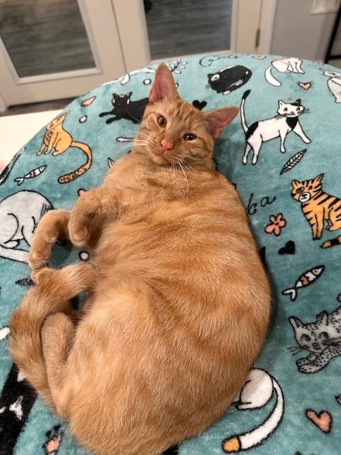 Dexter, Adoptable, Young Male Tabby.