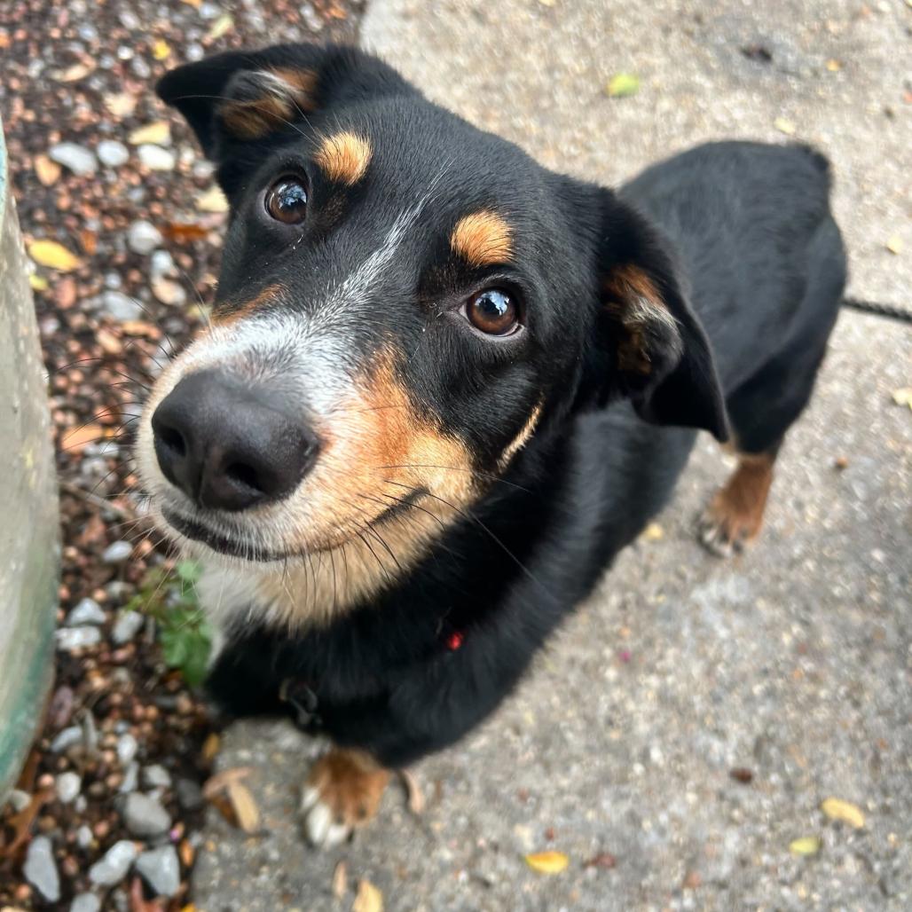 Egbert Longbottom (Benefactor Dog) — thumbnail 2