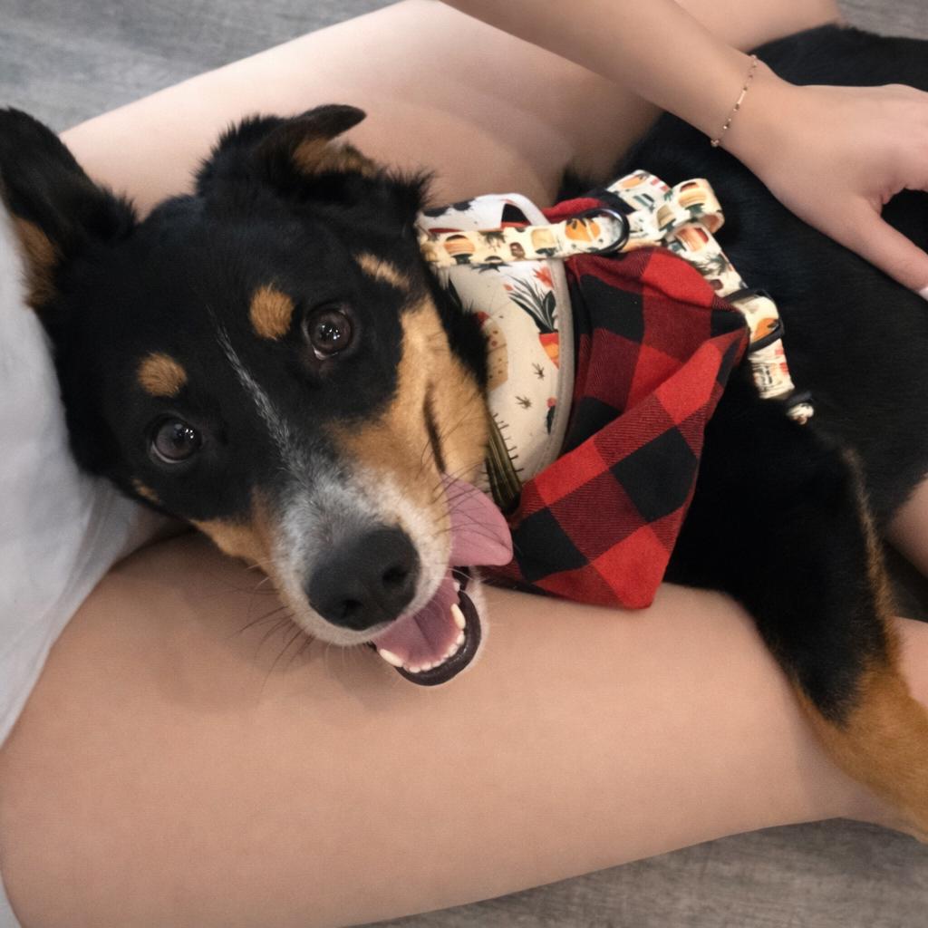 Egbert Longbottom (Benefactor Dog) — thumbnail 3