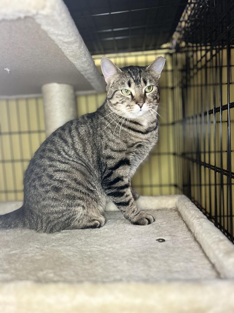 Enlarge Mimi, a Adoptable mixed breed in Temperance, MI image 1/1