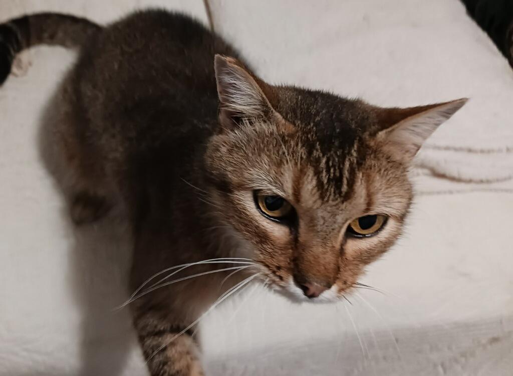 Aggie, an adoptable Abyssinian in Whittier, CA, 90608 | Photo Image 2