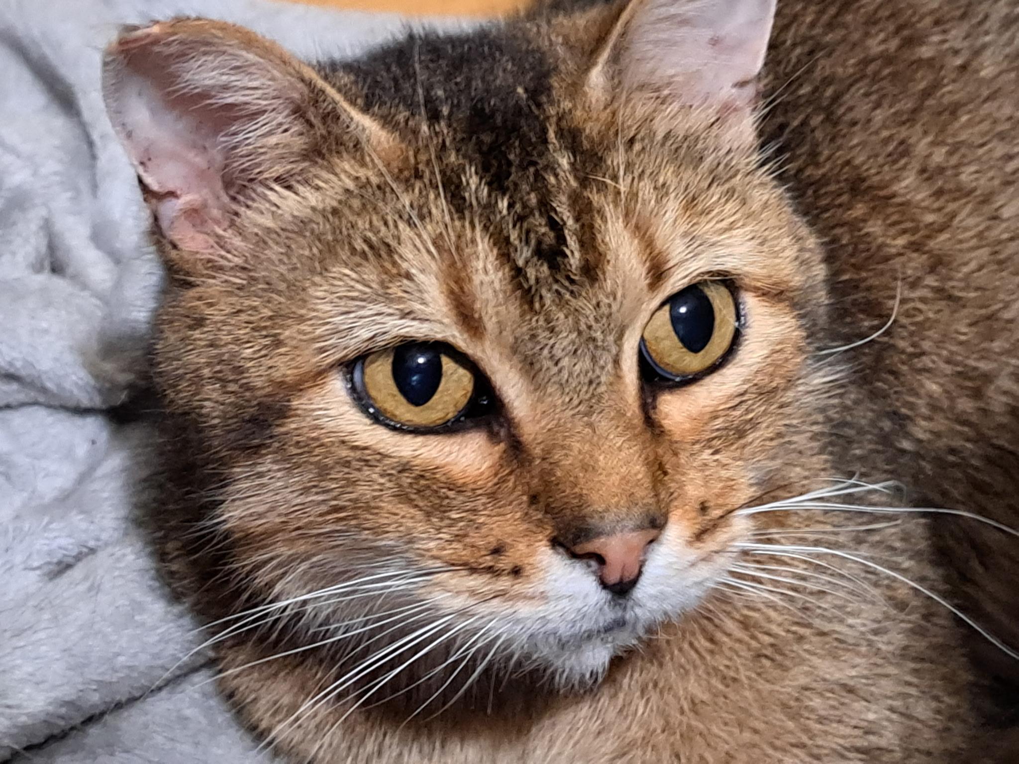 Aggie, an adoptable Abyssinian in Whittier, CA, 90608 | Photo Image 1