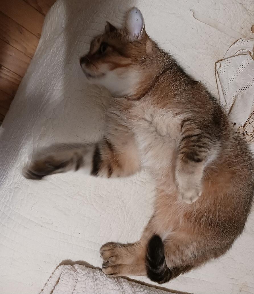 Aggie, an adoptable Abyssinian in Whittier, CA, 90608 | Photo Image 3