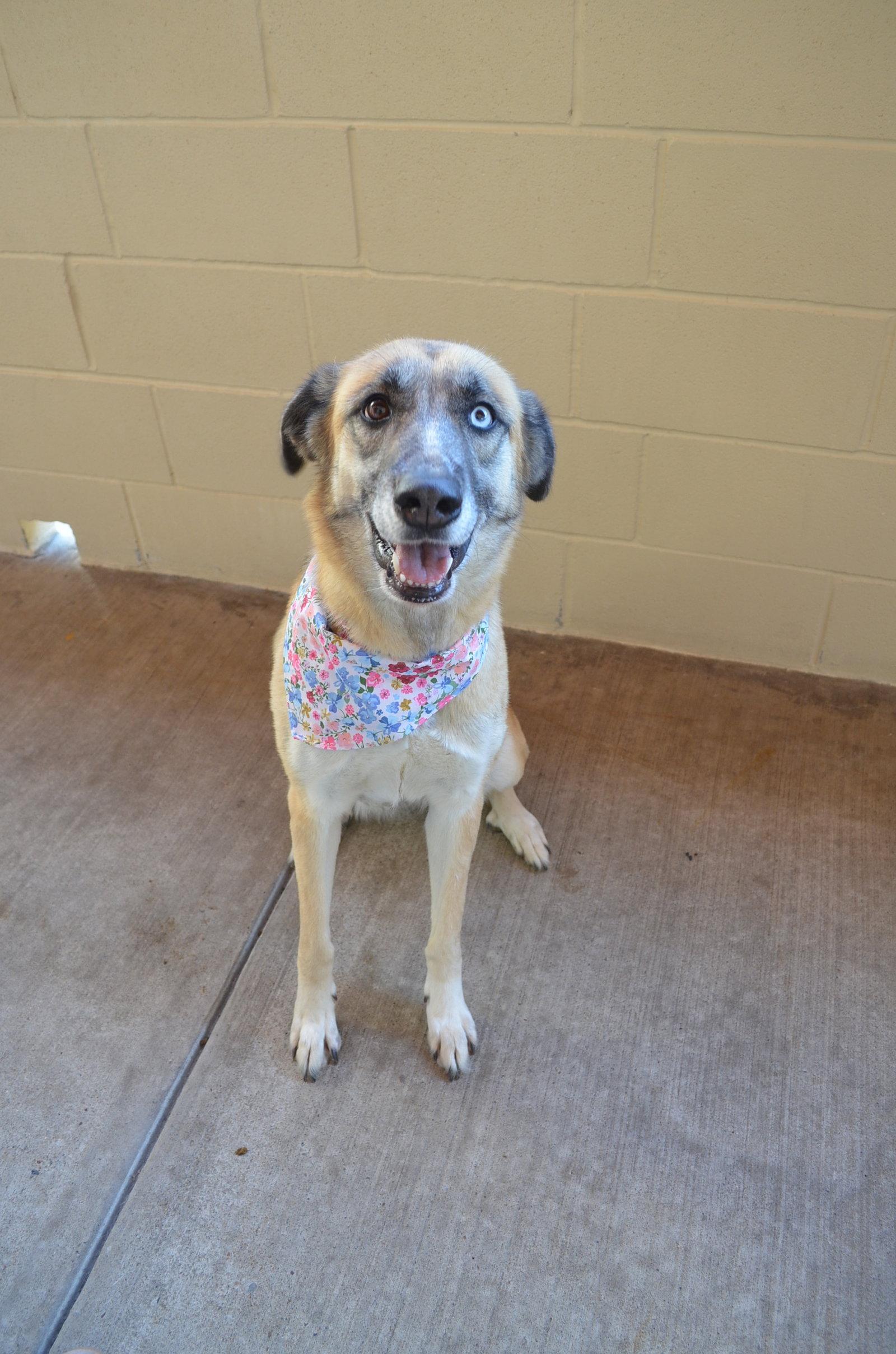Enlarge Tassel, a Adoptable Shepherd in McKinney, TX image 1/3