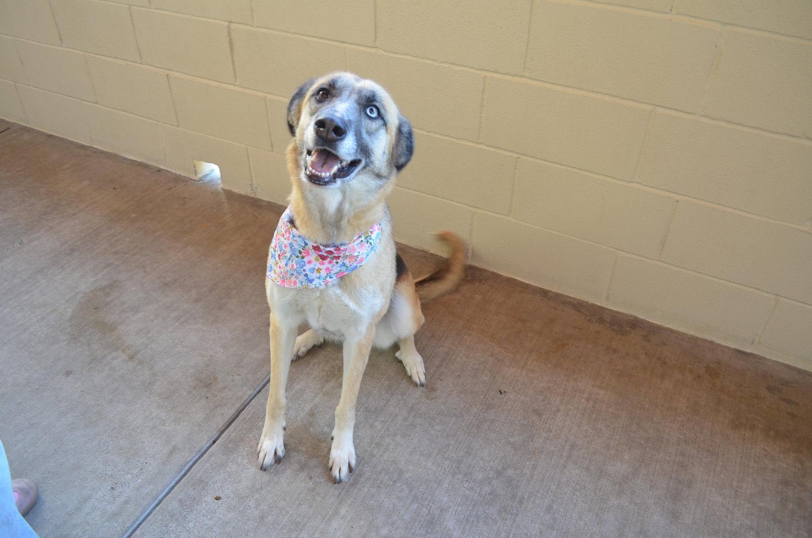 Enlarge Tassel, a Adoptable Shepherd in McKinney, TX image 2/3