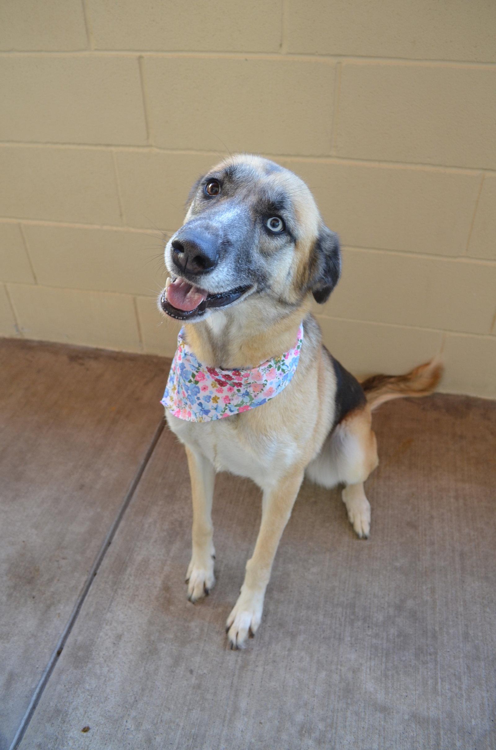Tassel, Adoptable, Young Female Shepherd.