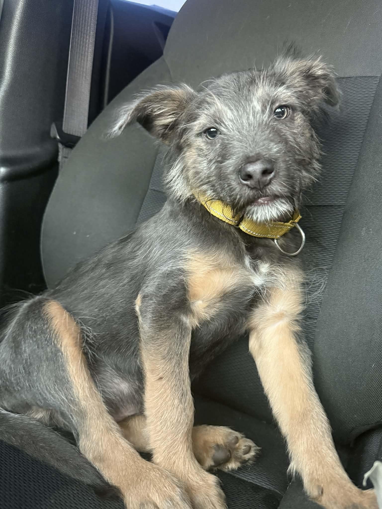 Enlarge Marmot, an adopted mixed breed in Beavercreek, OR image 2/6