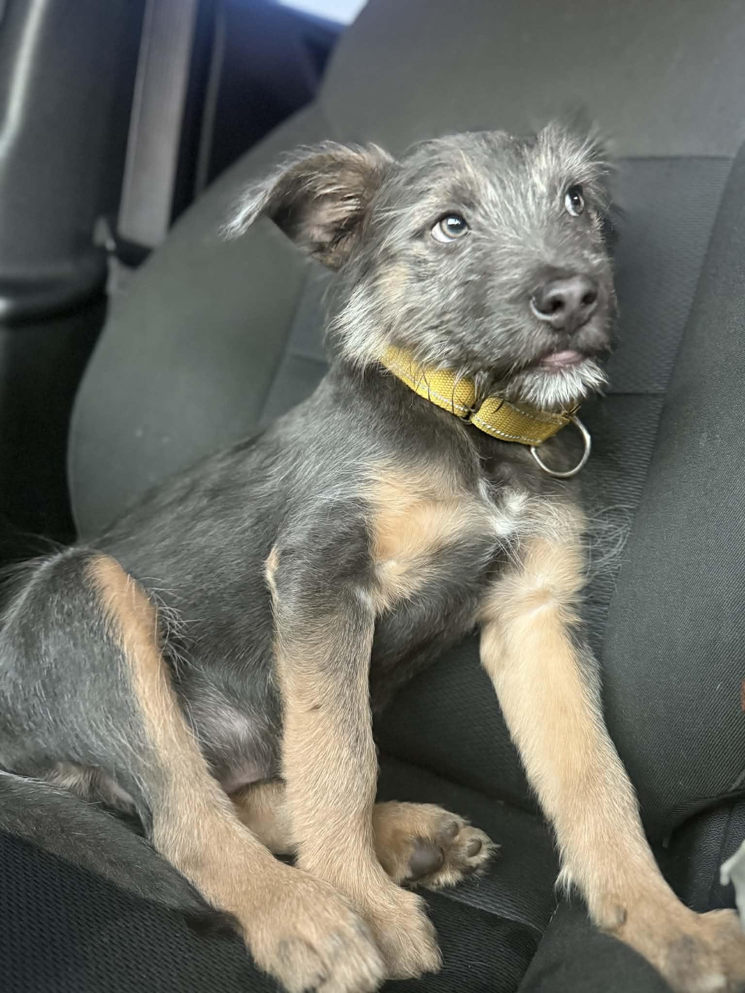 Enlarge Marmot, an adopted mixed breed in Beavercreek, OR image 3/6