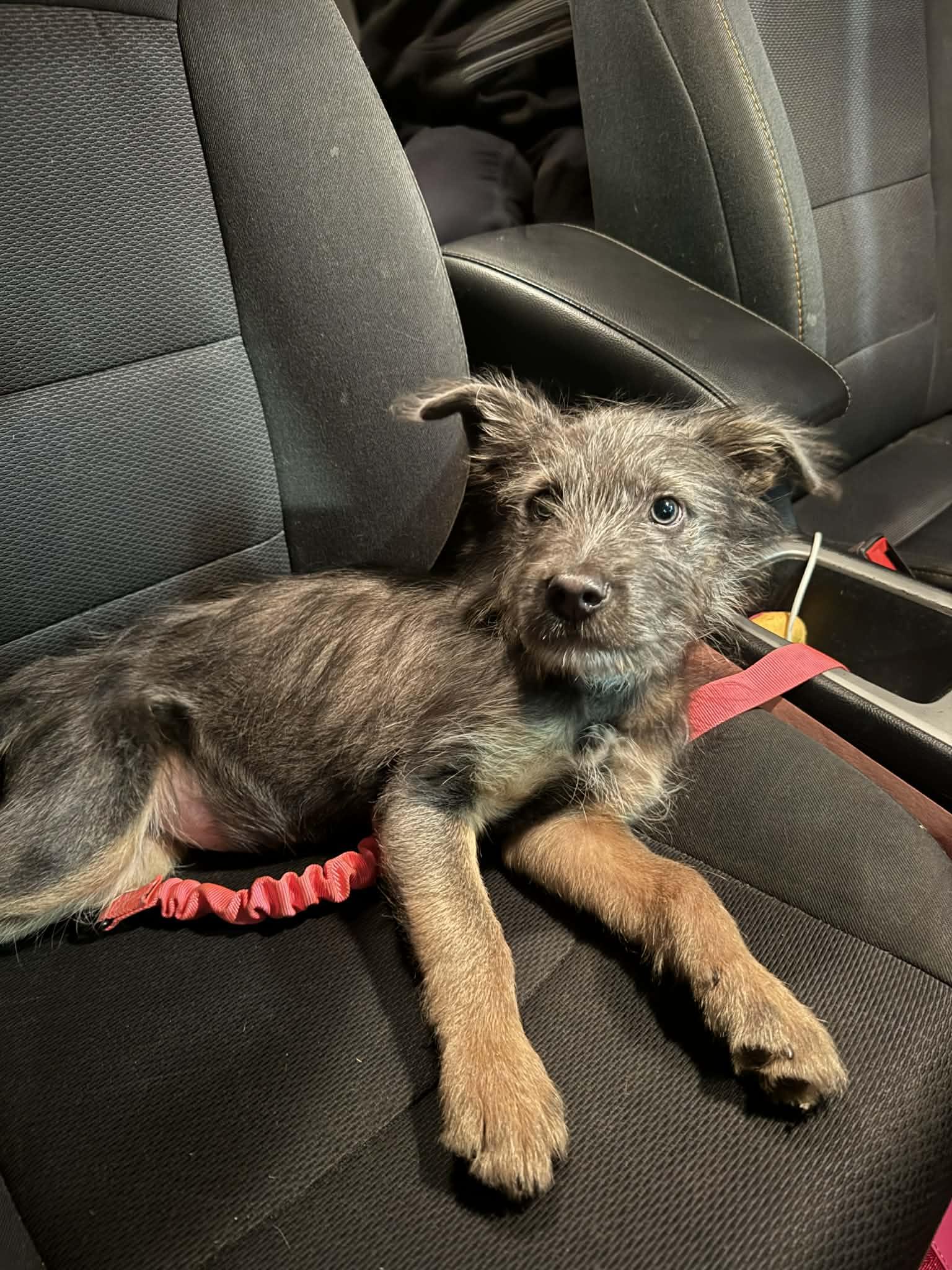 Enlarge Marmot, an adopted mixed breed in Beavercreek, OR image 5/6
