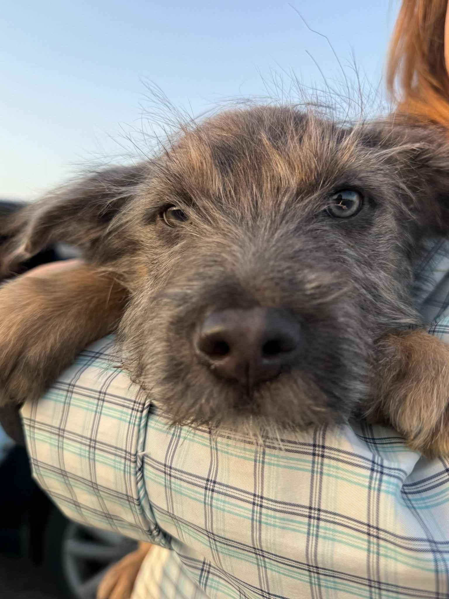 Enlarge Marmot, an adopted mixed breed in Beavercreek, OR image 4/6