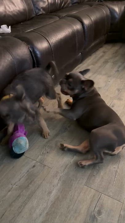 Enlarge Marmot, an adopted mixed breed in Beavercreek, OR video 6/6