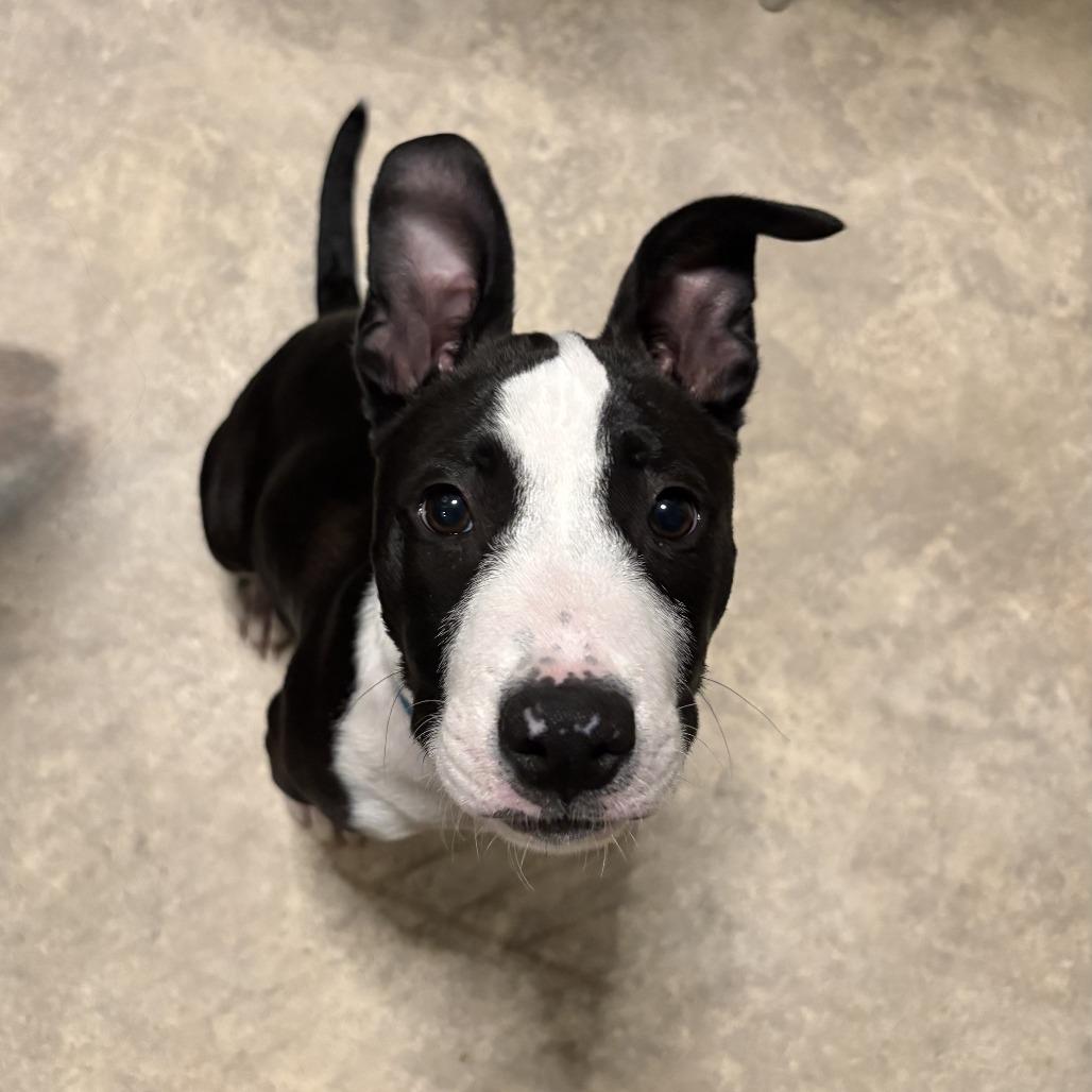 Darius, Adoptable, Puppy Male American Bulldog & Pit Bull Terrier.