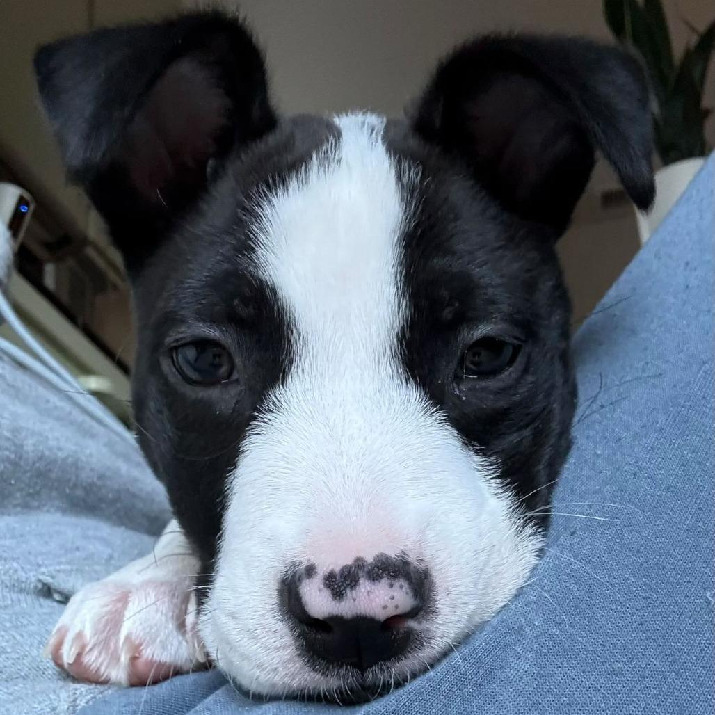 Darius, Adoptable, Puppy Male English Bulldog.