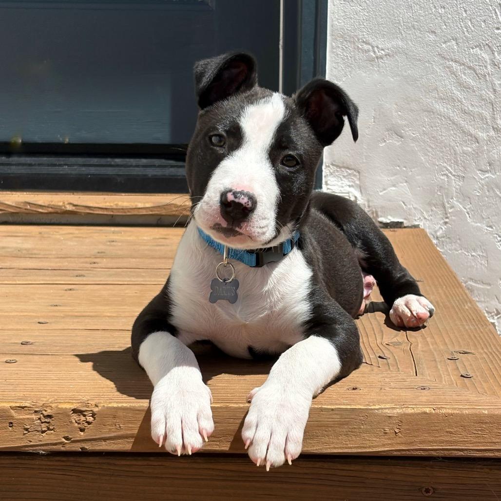 Darius, a Adoptable English Bulldog in Vallejo, CA image 3/4