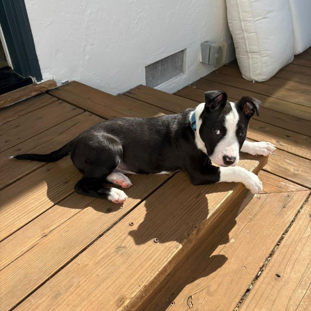 Darius, a Adoptable English Bulldog in Vallejo, CA image 4/4