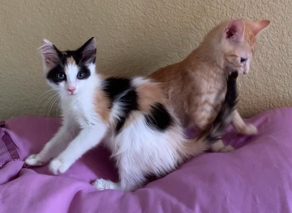 Blogg, a ADOPTABLE Domestic Short Hair in Dixon, CA image 3/3