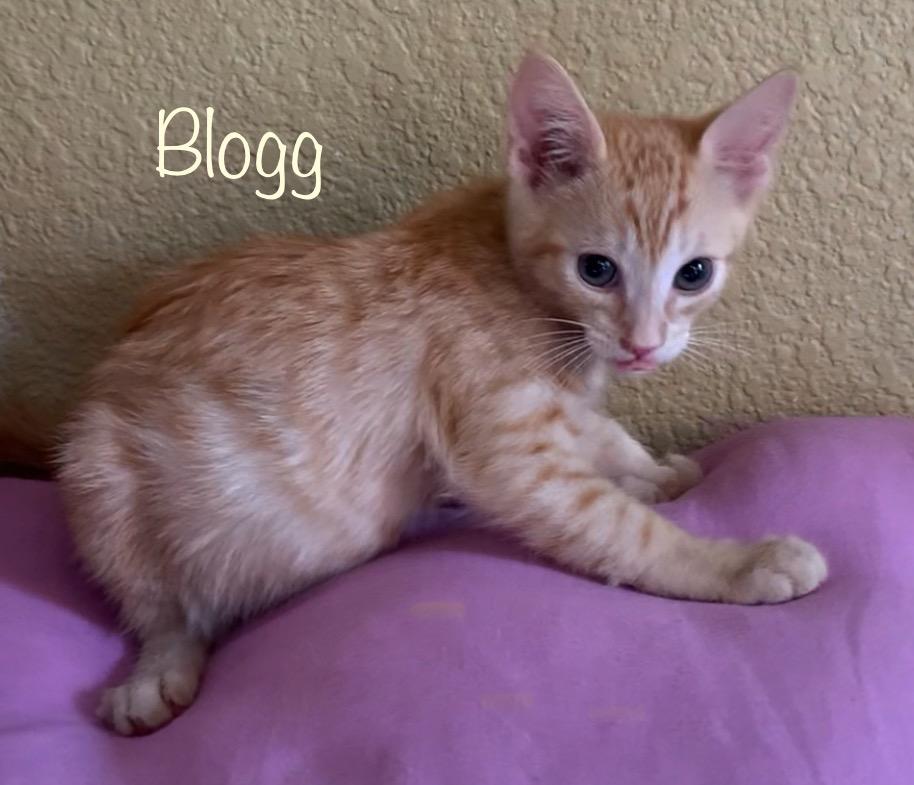 Blogg, a ADOPTABLE Domestic Short Hair in Dixon, CA image 2/3