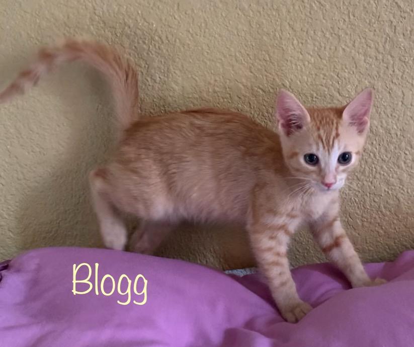 Blogg, ADOPTABLE, Kitten Male Domestic Short Hair.