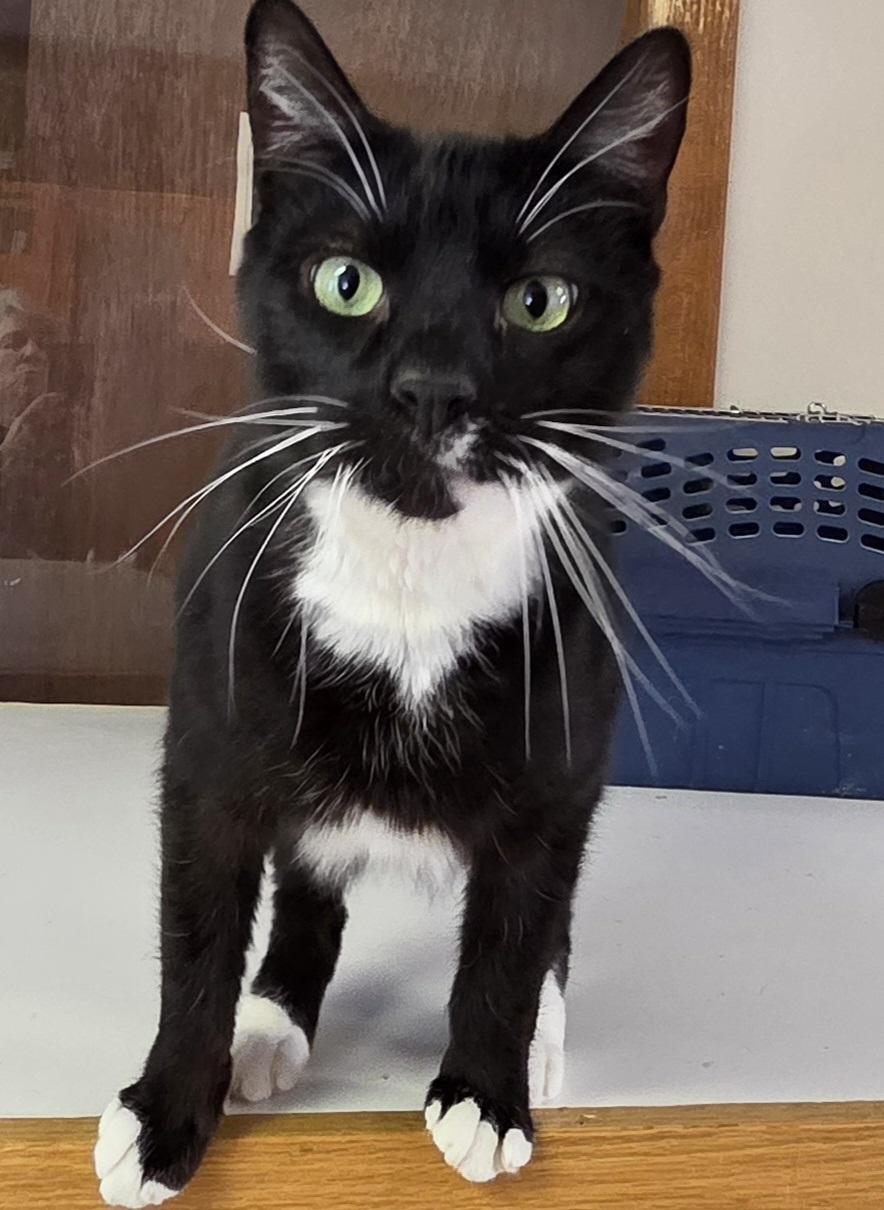 Artemis, adopted, Adult Male Domestic Short Hair.