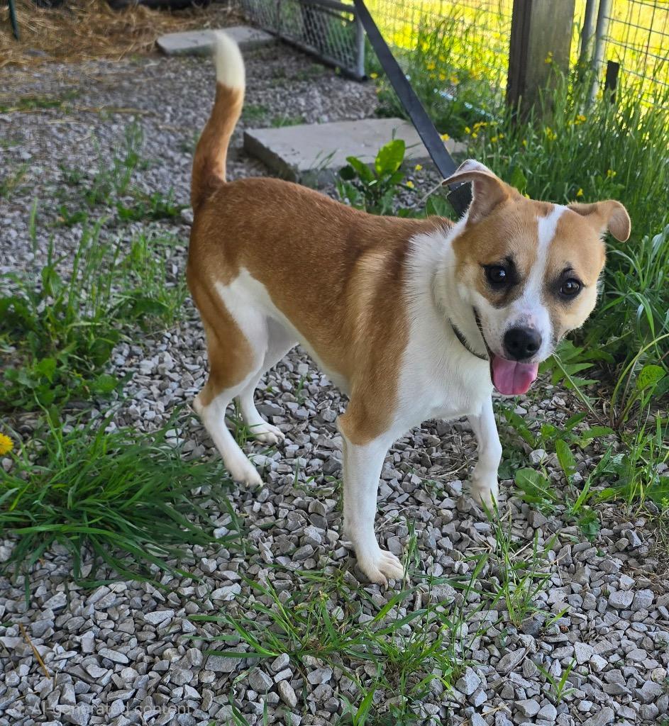 Pickles, Adoptable, Young Male Jack Russell Terrier & Mixed Breed.
