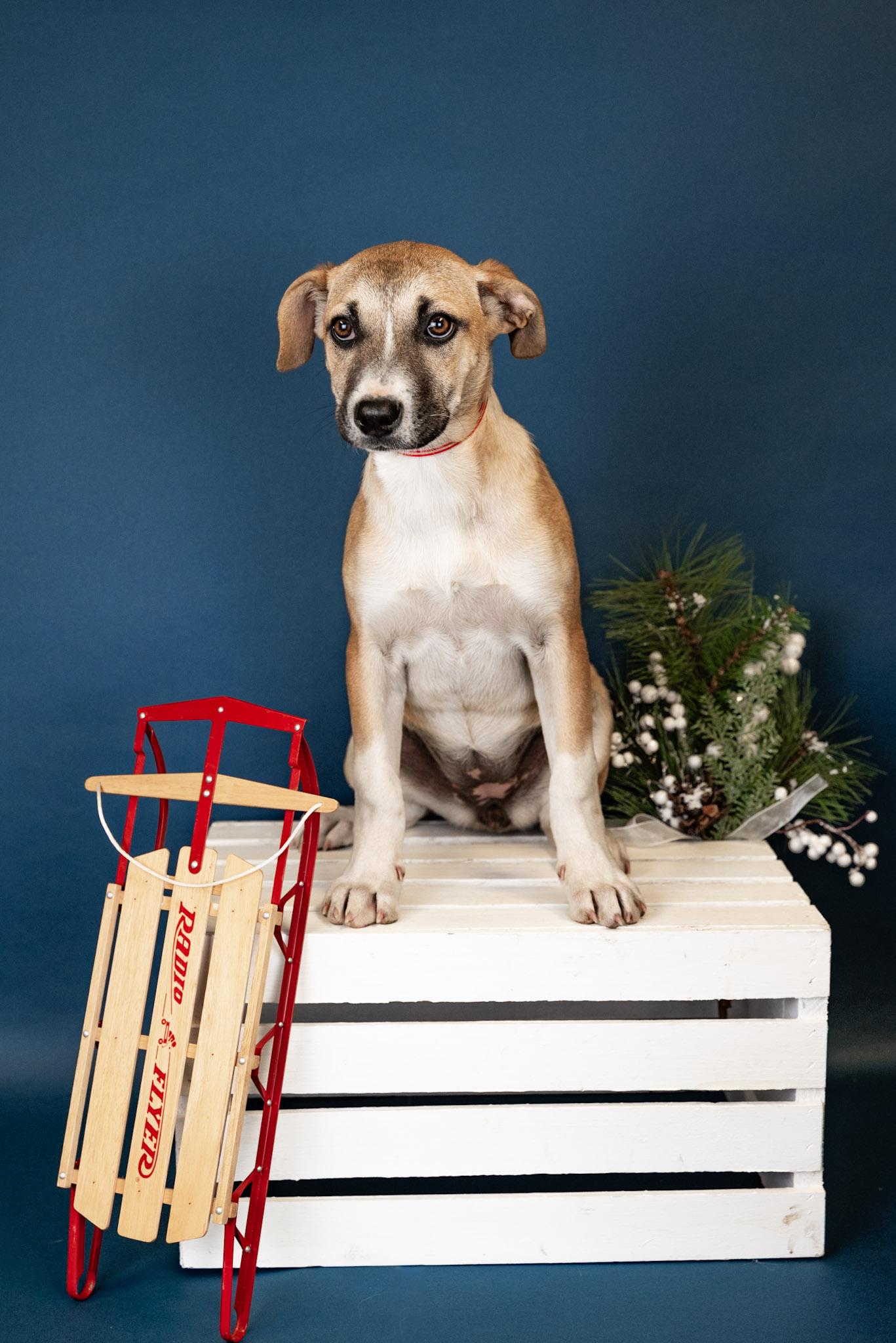 1097-25, ADOPTABLE, Young Female Shepherd.