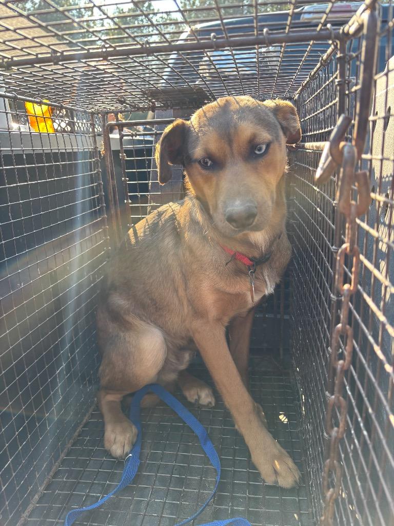 Enlarge Archie, a Adoptable Mixed Breed in Danielsville, GA image 2/6