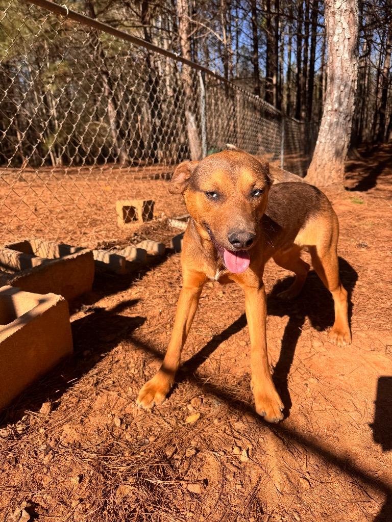Enlarge Archie, a Adoptable Mixed Breed in Danielsville, GA image 3/6