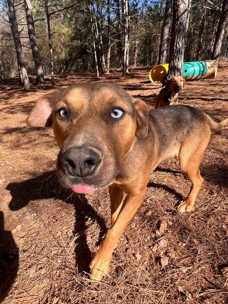Enlarge Archie, a Adoptable Mixed Breed in Danielsville, GA image 4/6
