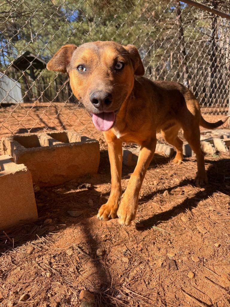 Enlarge Archie, a Adoptable Mixed Breed in Danielsville, GA image 5/6