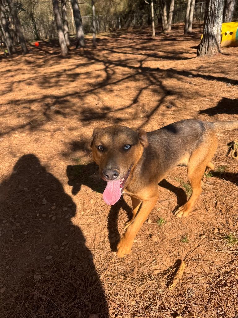 Enlarge Archie, a Adoptable Mixed Breed in Danielsville, GA image 6/6