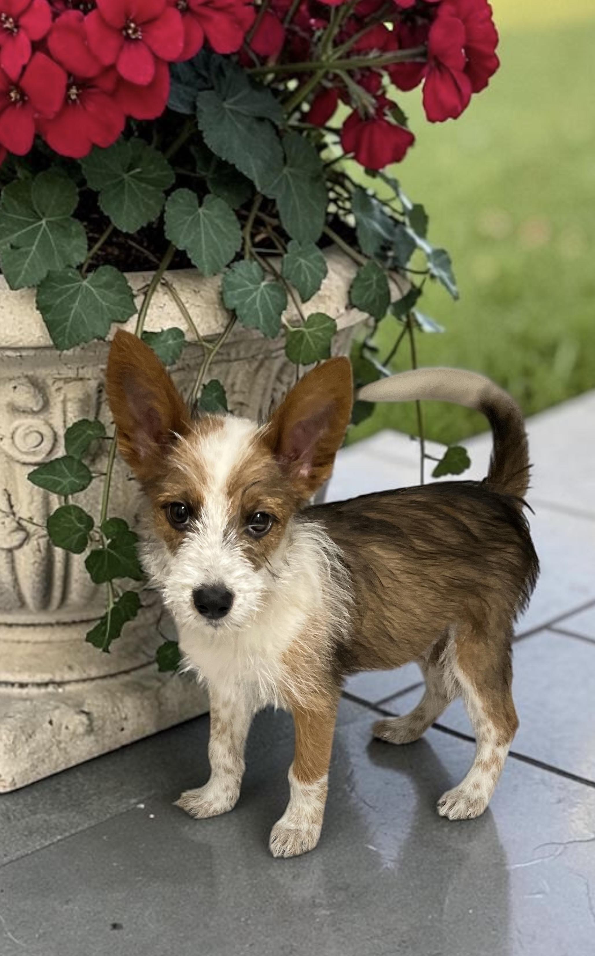 Bunny, ADOPTABLE, Puppy Female Australian Cattle Dog / Blue Heeler & Terrier.