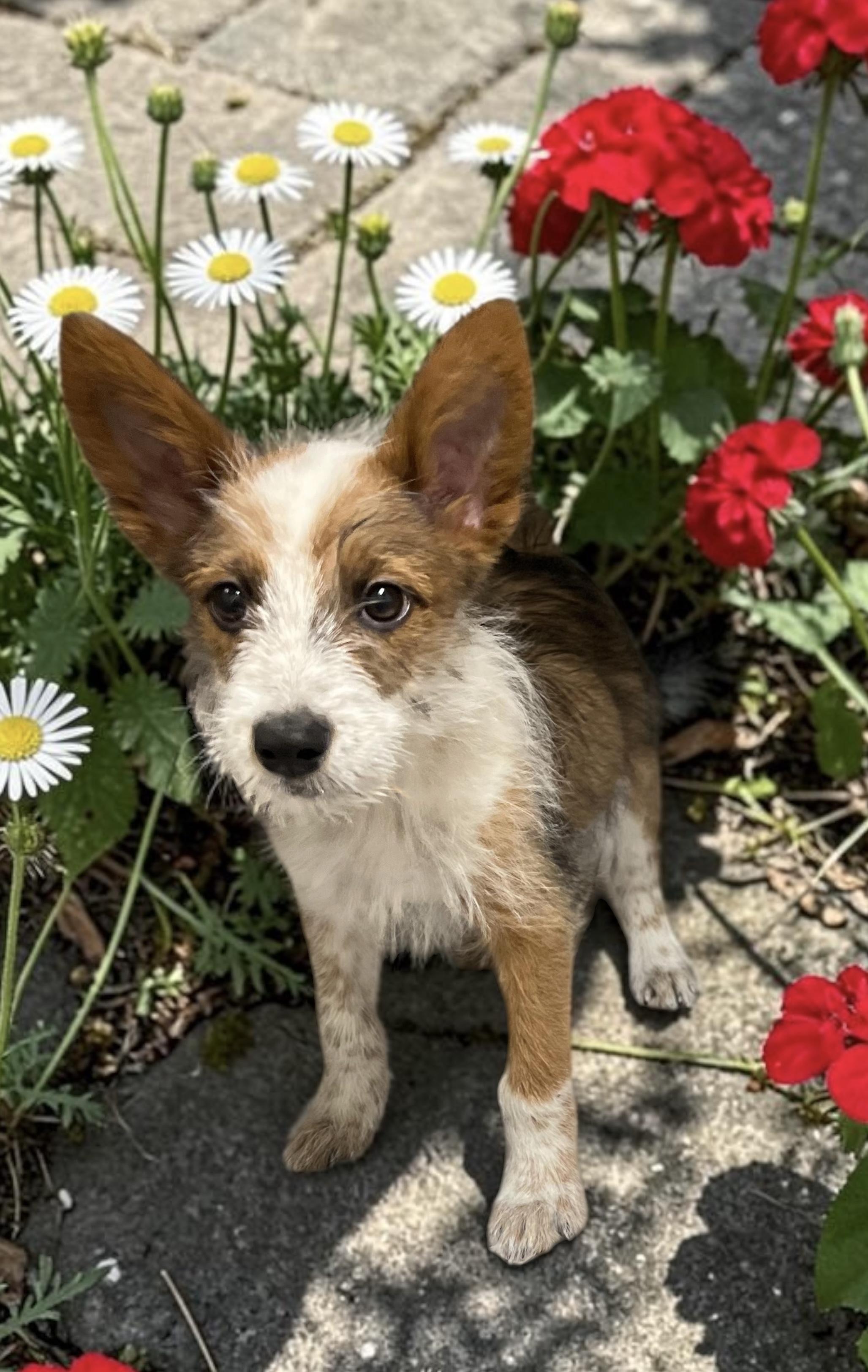 Bunny, a ADOPTABLE mixed breed in Los Angeles, CA image 2/2