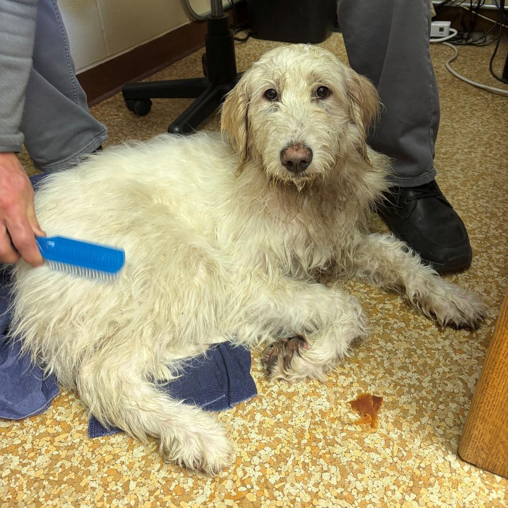 Armstrong, Adoptable, Young Male Standard Poodle & Great Pyrenees.