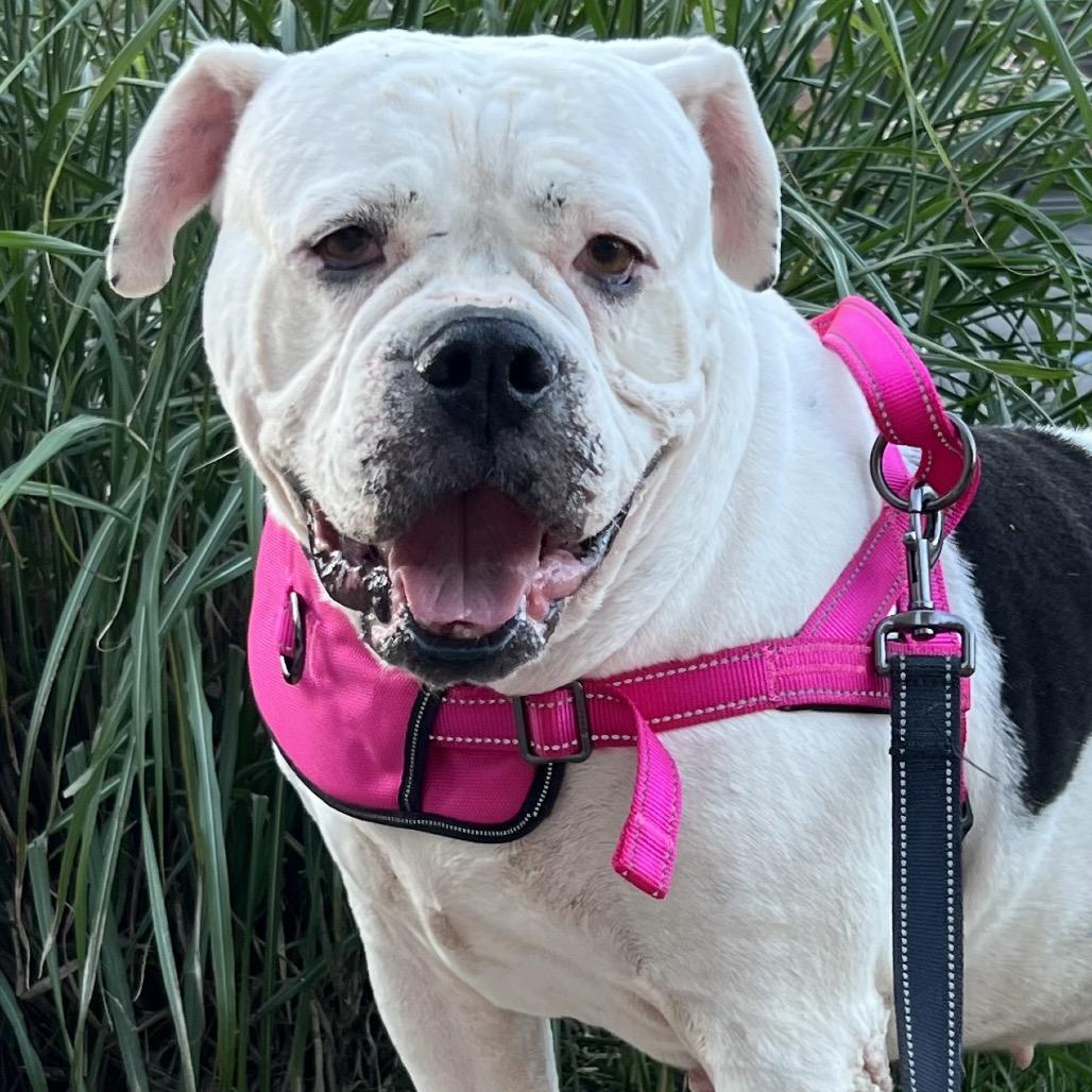 LuLu, Adoptable, Adult Female American Bulldog.