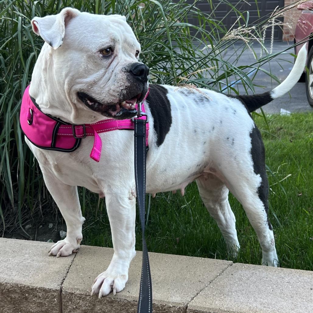 Enlarge LuLu, a Adoptable American Bulldog in Opelika, AL image 3/6