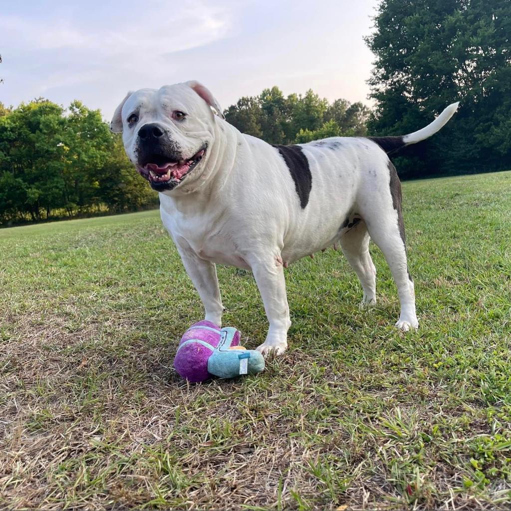 Enlarge LuLu, a Adoptable American Bulldog in Opelika, AL image 4/6