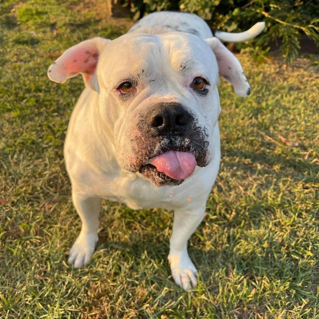 Enlarge LuLu, a Adoptable American Bulldog in Opelika, AL image 5/6