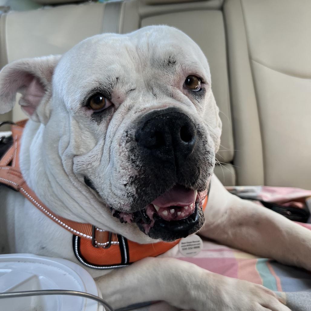 Enlarge LuLu, a Adoptable American Bulldog in Opelika, AL image 6/6