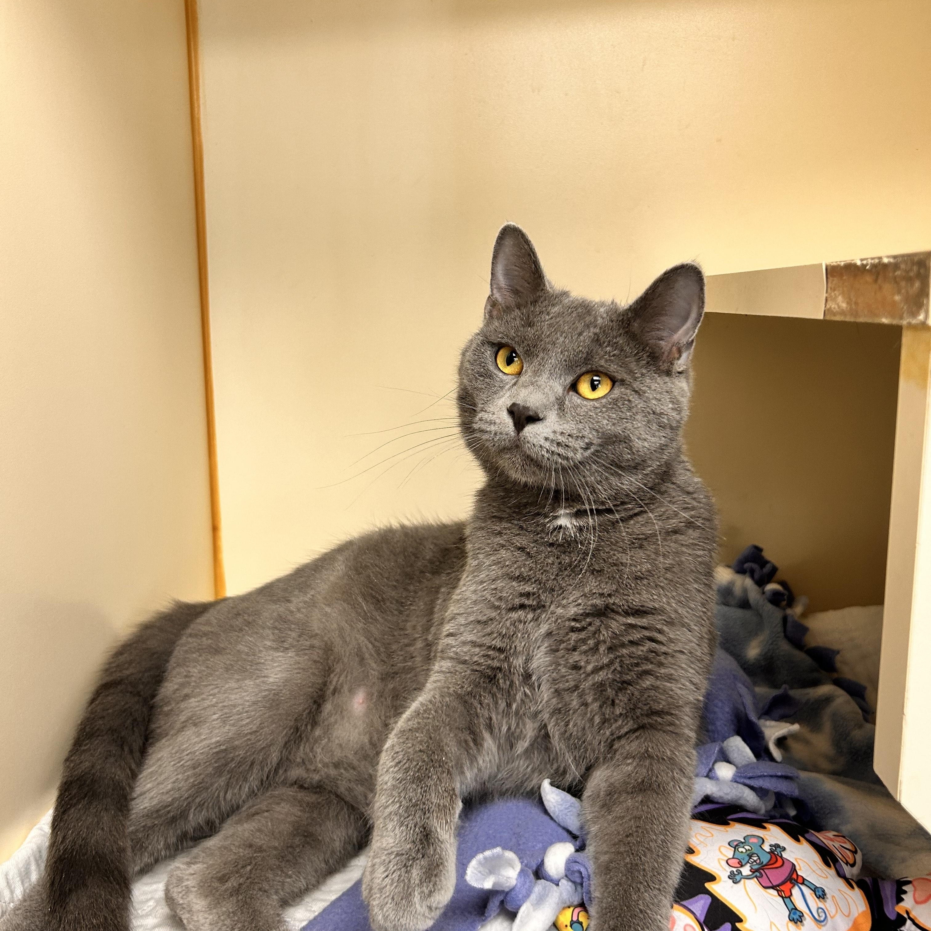 Enlarge Thanos, a Adoptable Domestic Short Hair in Myerstown, PA image 1/2