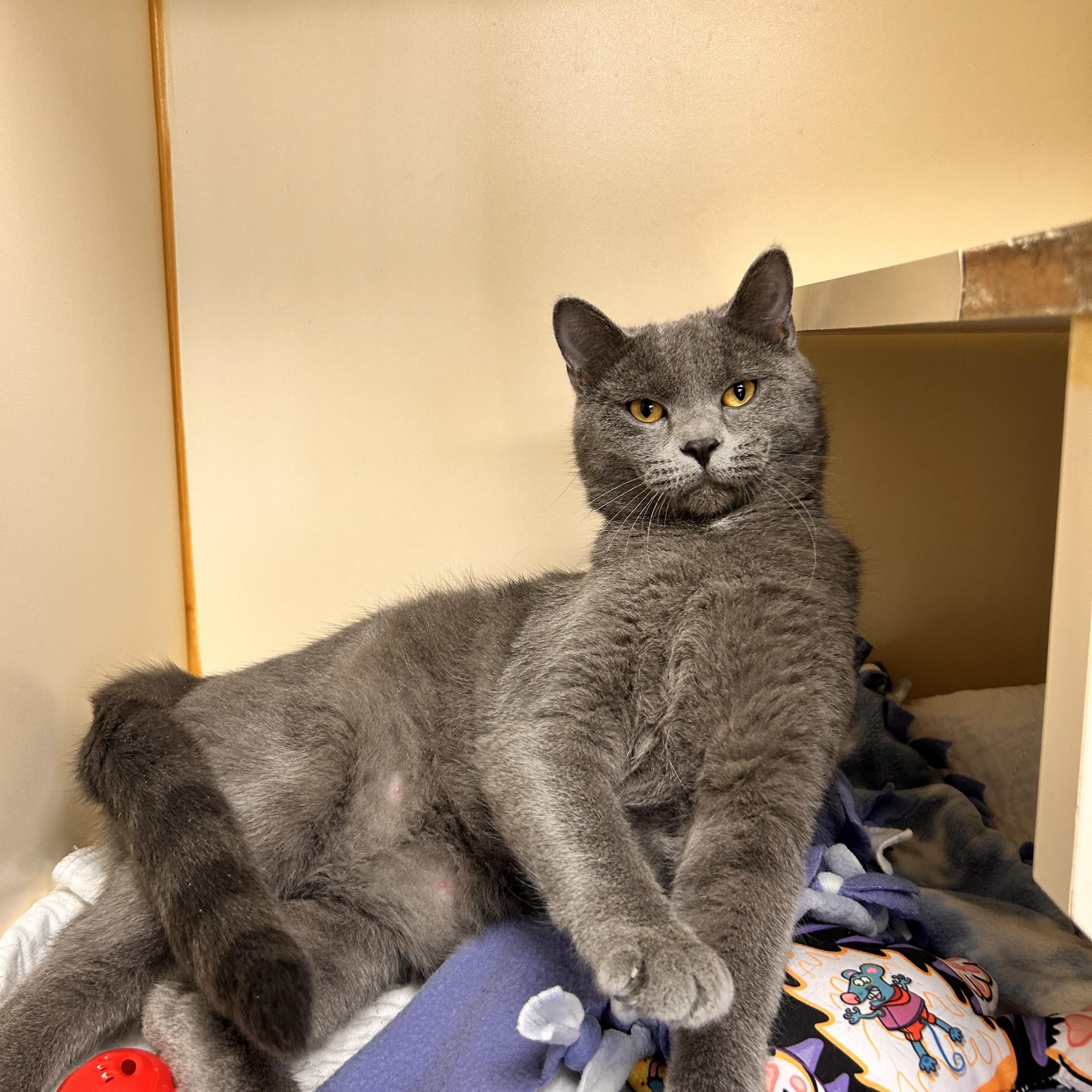 Enlarge Thanos, a Adoptable Domestic Short Hair in Myerstown, PA image 2/2