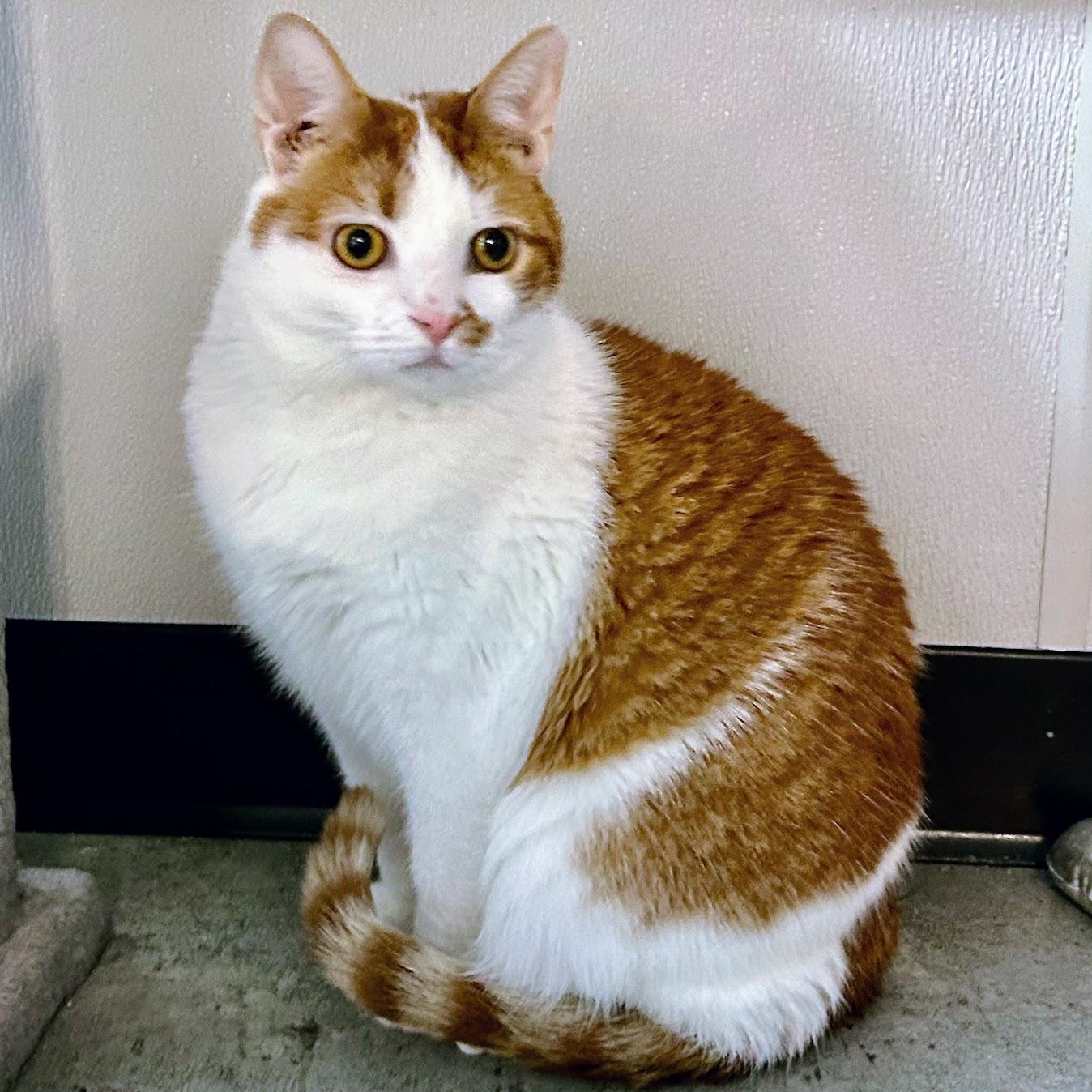 Enlarge Loki 26, a Adoptable mixed breed in Norwood, OH image 1/3