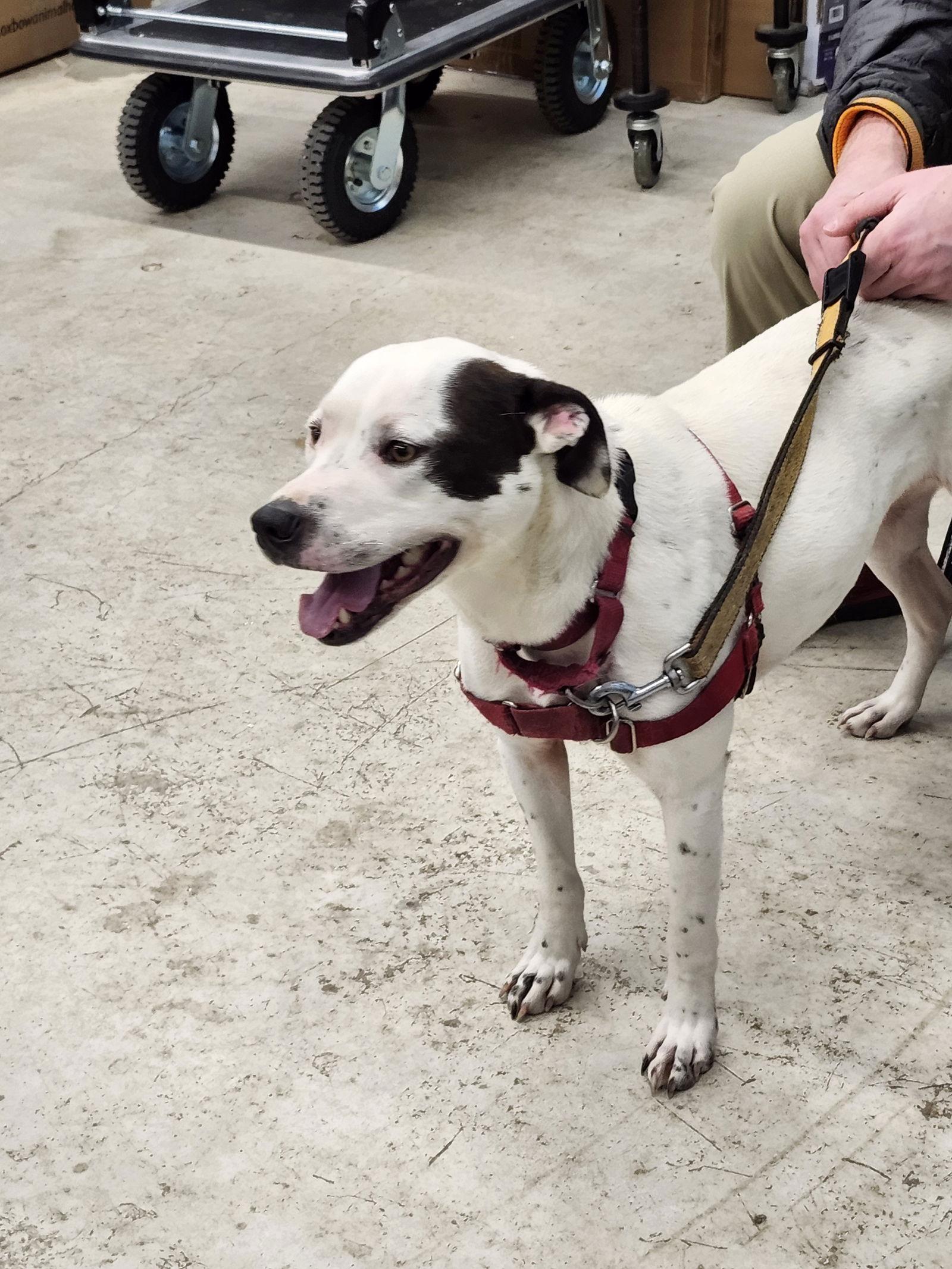 Enlarge Nellie, a Adoptable Hound in Arlington, VA image 2/3