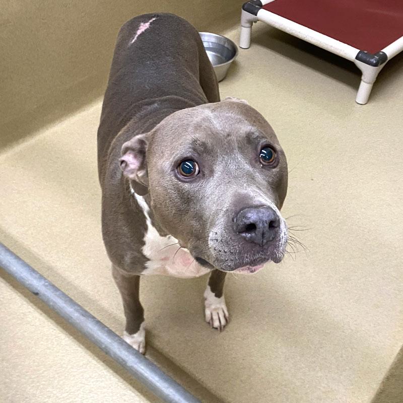 Enlarge Bronx #22418, a ADOPTABLE Pit Bull Terrier in Monroe, GA image 1/2