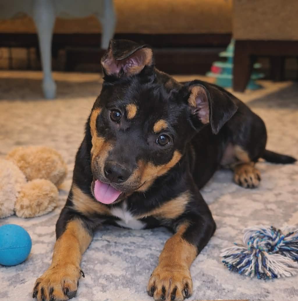Sweetie, ADOPTABLE, Puppy Female Australian Cattle Dog / Blue Heeler.