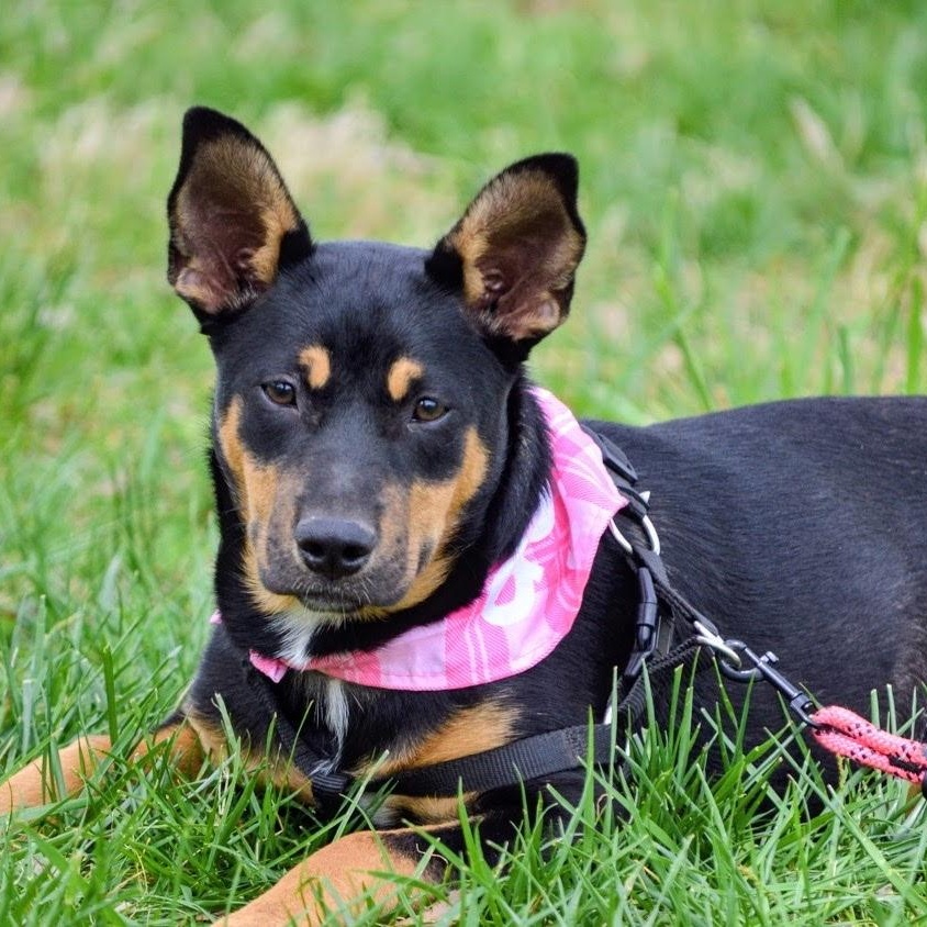 Lizzie , ADOPTABLE, Puppy Female Australian Cattle Dog / Blue Heeler.