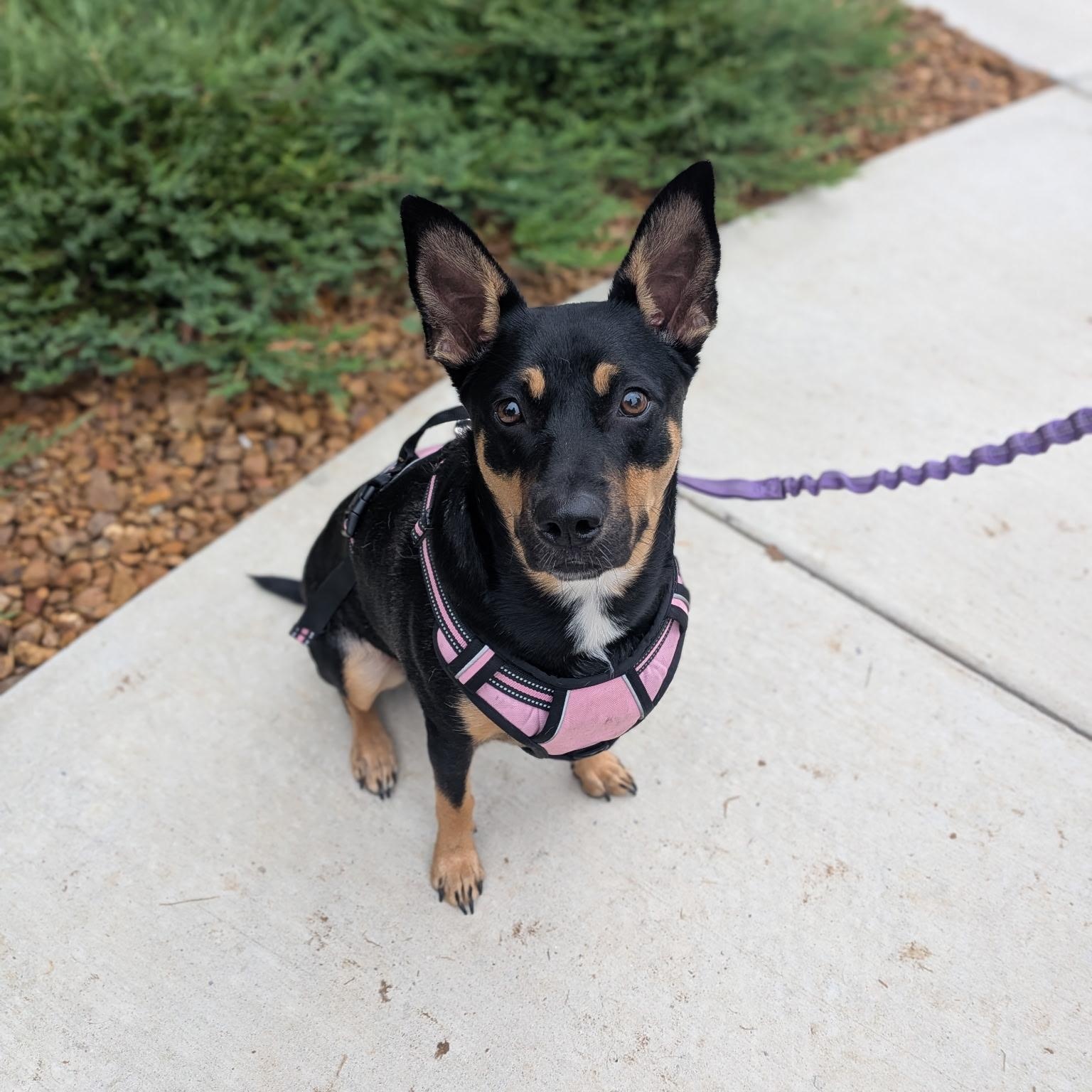 Enlarge Lizzie , a Adoptable mixed breed in Spring hill, TN image 5/5