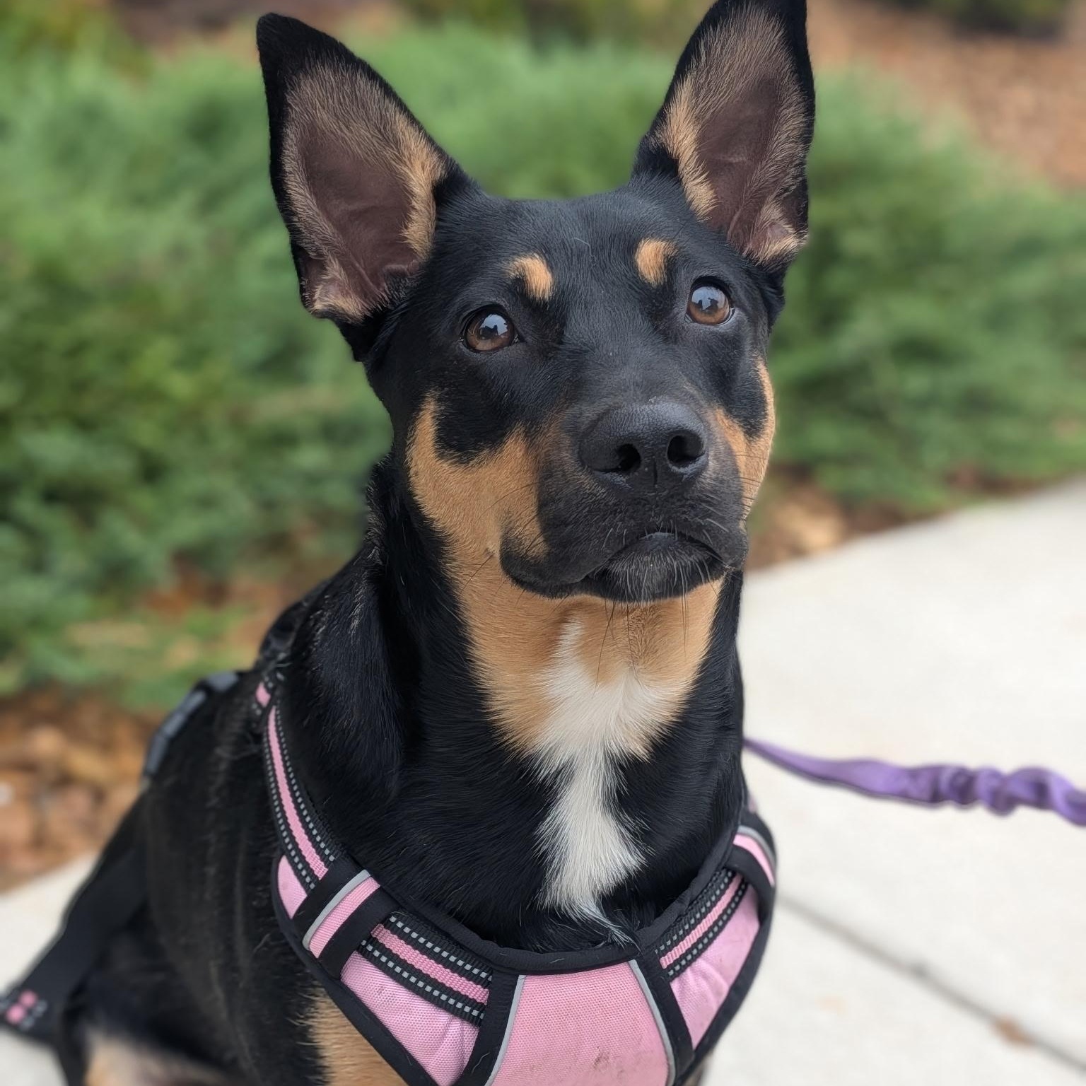 Lizzie , Adoptable, Young Female Australian Cattle Dog / Blue Heeler & Pit Bull Terrier.