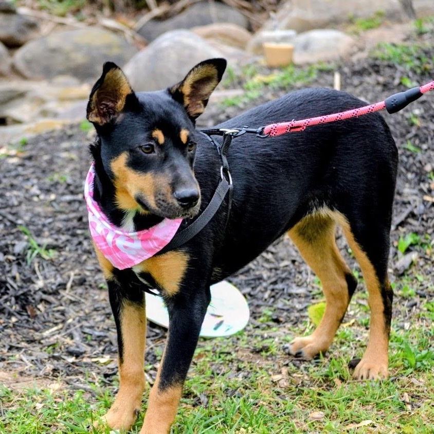 Enlarge Lizzie , a ADOPTABLE mixed breed in Spring hill, TN image 6/6
