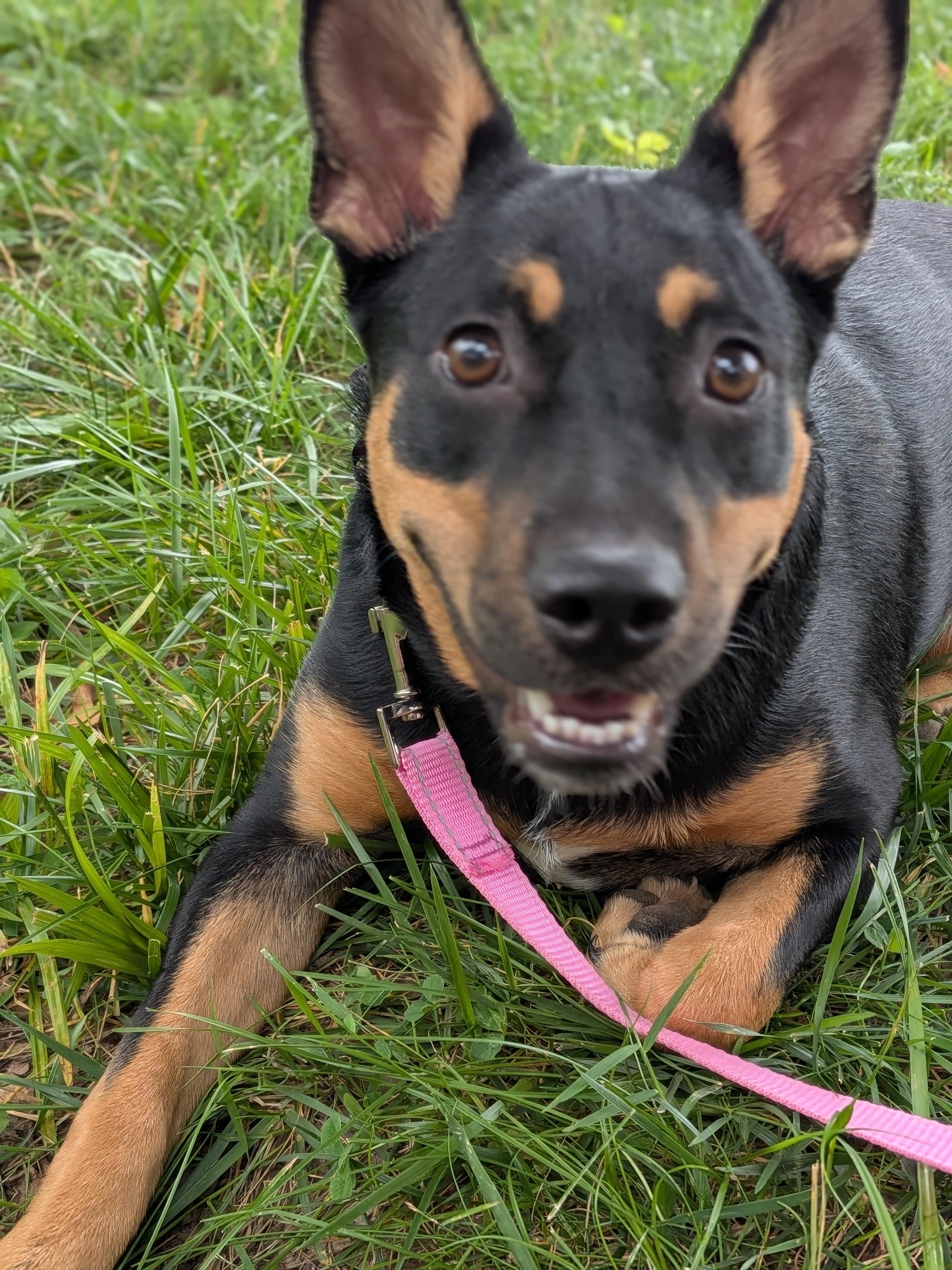 Lizzie , a ADOPTABLE mixed breed in Spring hill, TN image 1/4