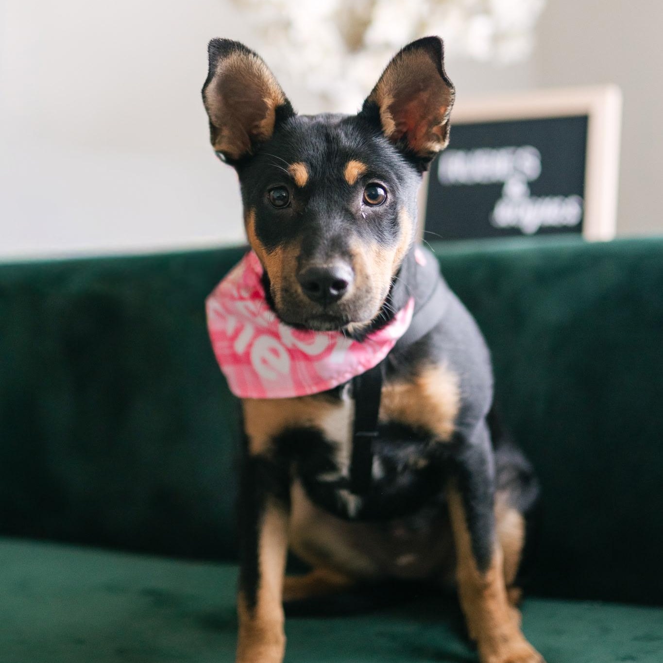 Lizzie , ADOPTABLE, Puppy Female Australian Cattle Dog / Blue Heeler.